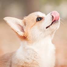 上を向いて舌なめずりする犬