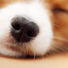 眠っている犬のどアップ